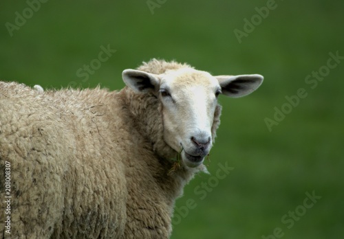 Head shot of a sheep in a green summer pasture