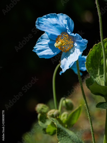 Himalayan blue Tibet Poppy photo