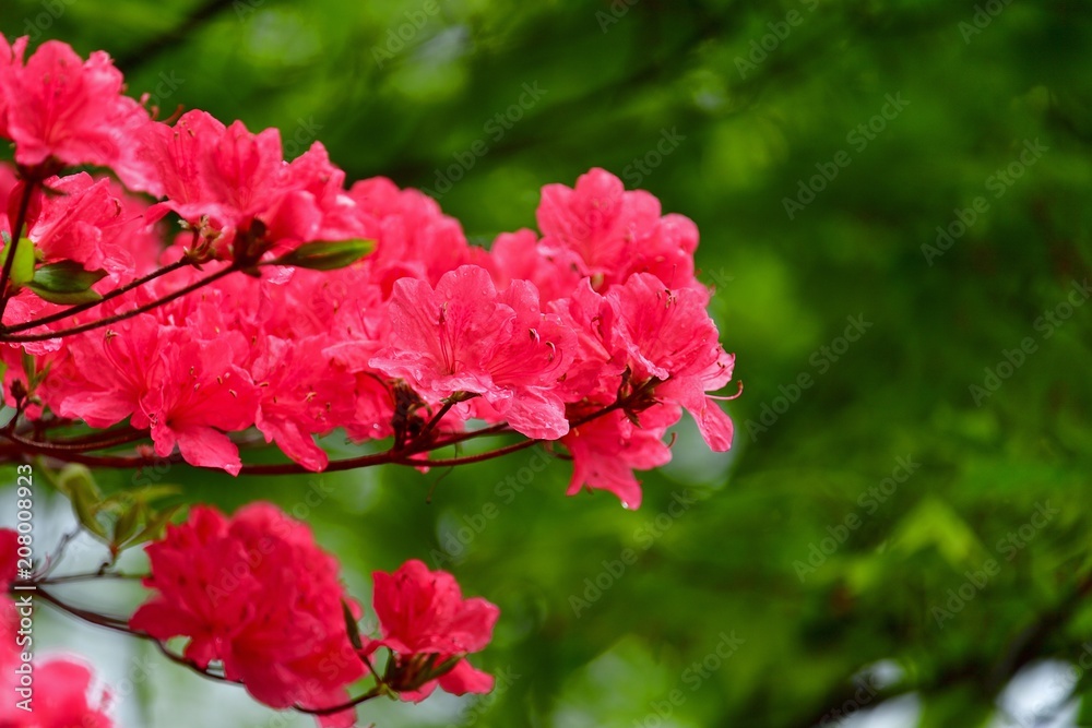 Obraz premium 雨に濡れたツツジの花