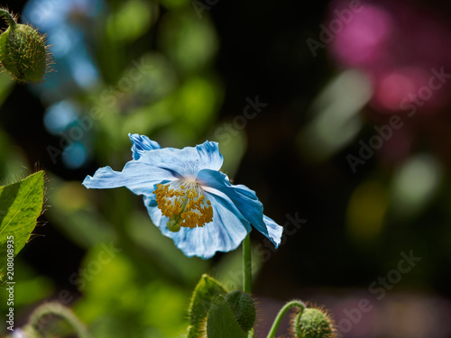 Himalayan blue Tibet Poppy photo