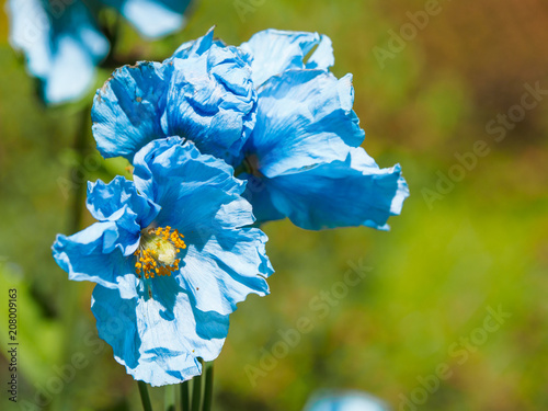 Fototapeta Naklejka Na Ścianę i Meble -  Himalayan blue Tibet Poppy
