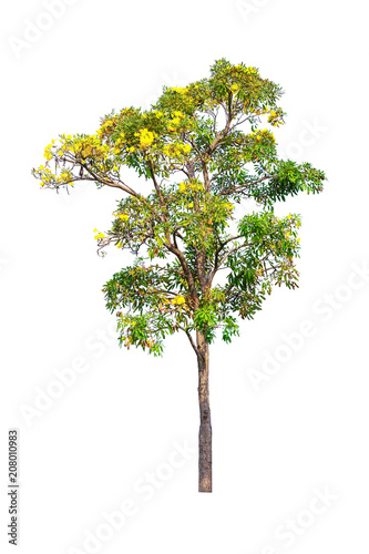 Paraguayan Silver Trumpet Tree isolated on white background
