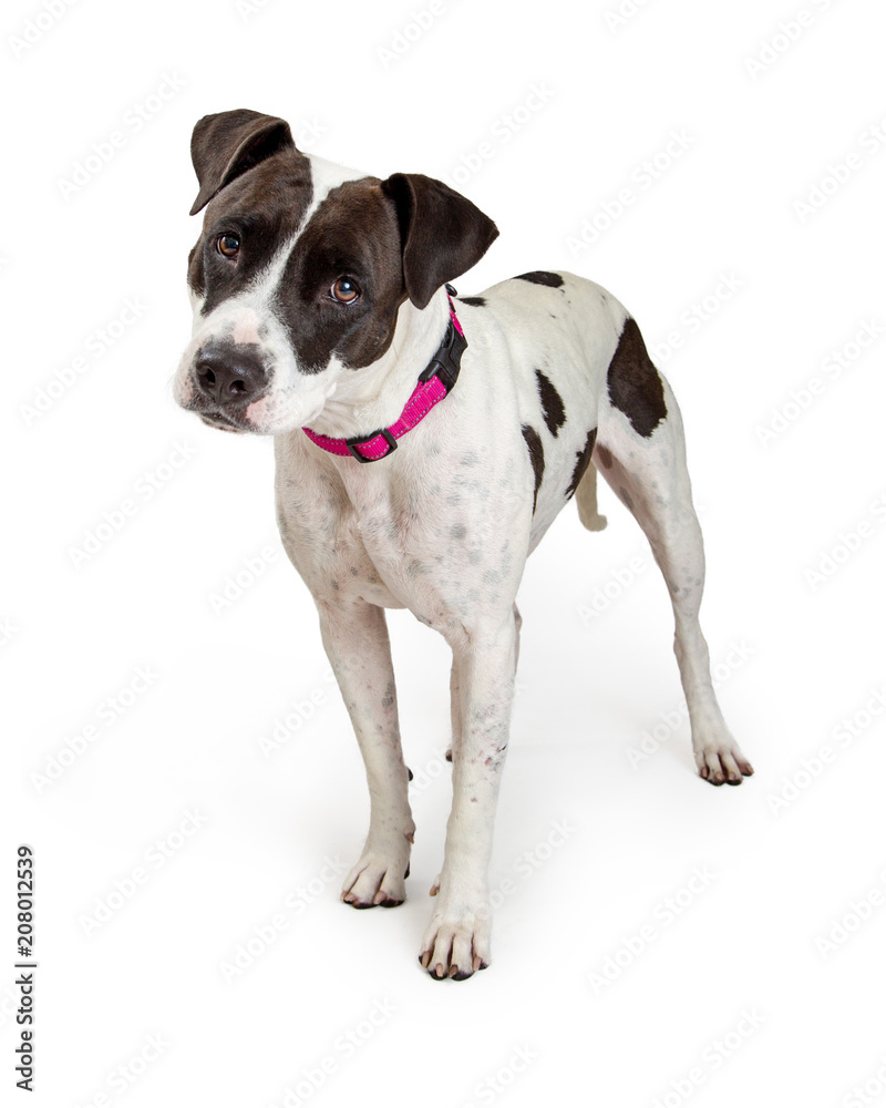 Black and White Pit Bull Terrier Dog
