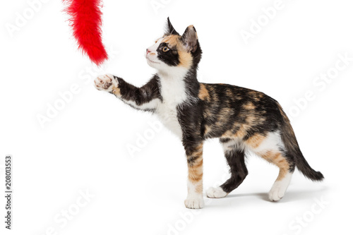 Calico Kitten Playing With Feather Toy