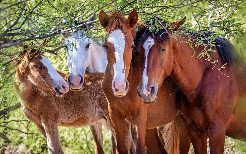 Fototapeta premium Closeup of Herd of Four Wild Horses