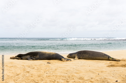Hawaiian monk seal couple spending time on the beach
