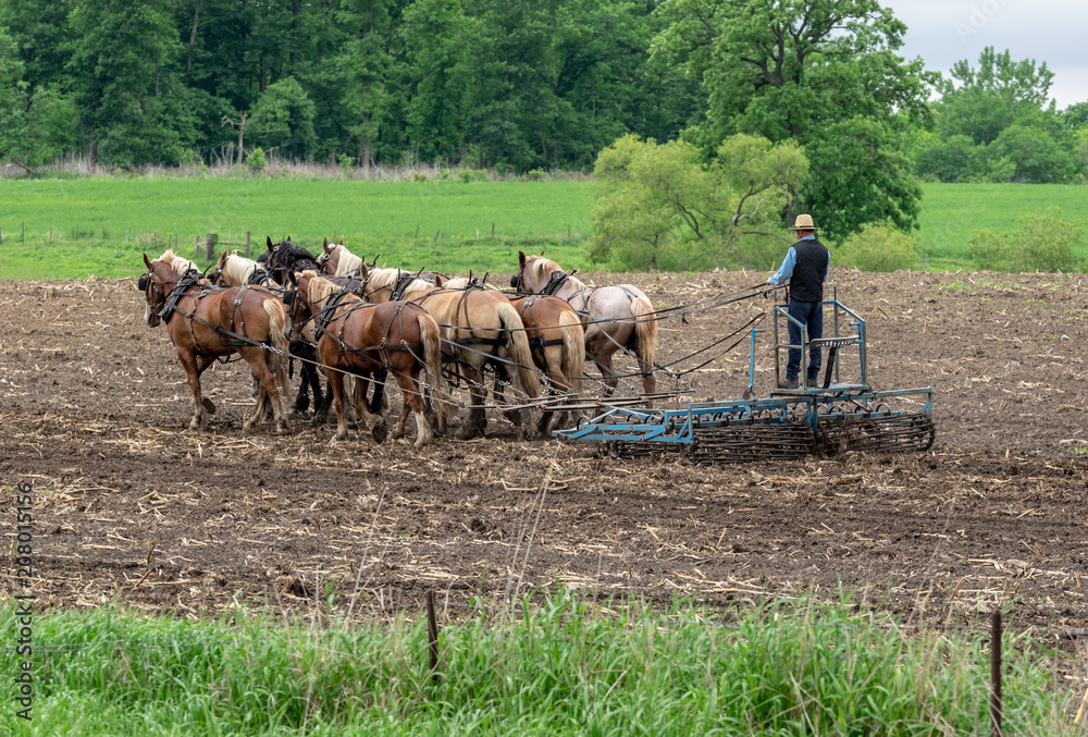 Obraz premium Old Fashioned Farming