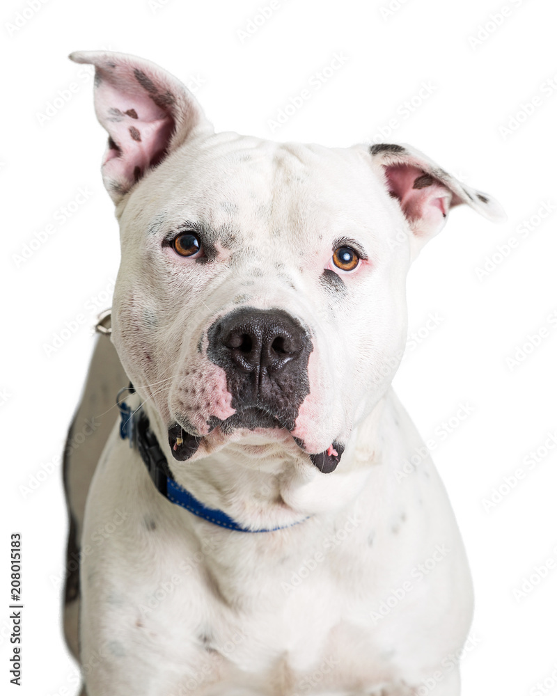 Closeup White Pit Bull Terrier Dog