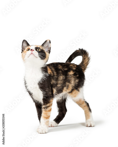Cute Calico Kitten Looking Up into Copy Space