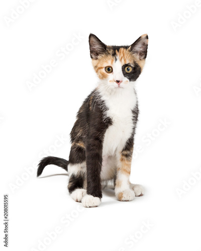 Fototapeta Naklejka Na Ścianę i Meble -  Cute Calico Kitten Sitting Looking Forward Isolated