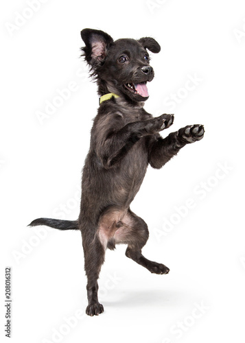 Funny Happy Playful Puppy Dancing photo