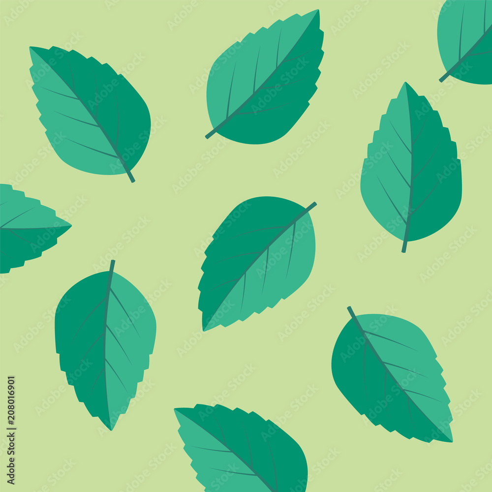 Green tea, mint or tree leaf nature. Mint leaf vector illustration