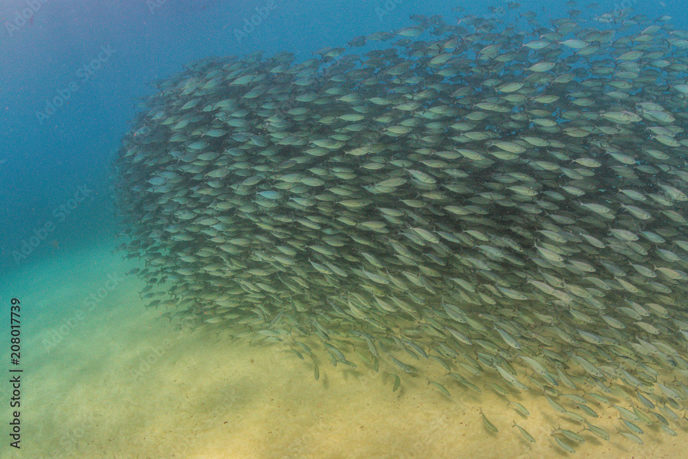 Fototapeta premium Swirling School of Fish