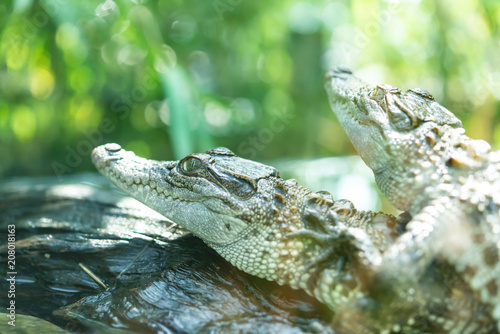 baby crocodiles in a tank