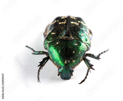 glossy bettle on a white background close up