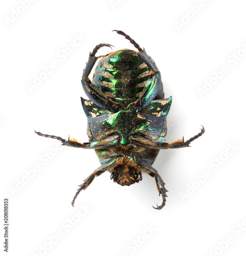 bottom of a glossy bettle on a white background close up photo