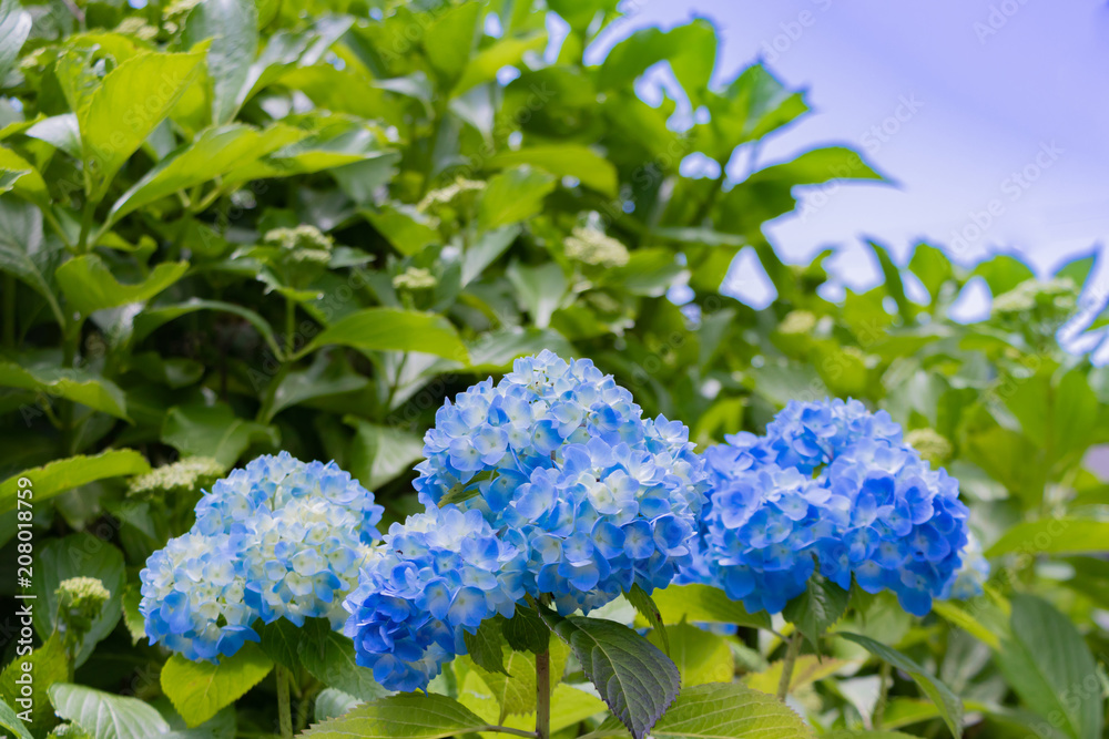 初夏を彩るアジサイ