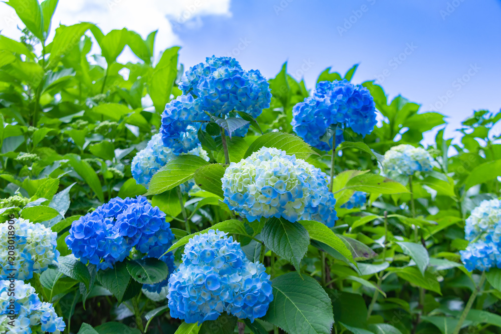 初夏の青空とアジサイ
