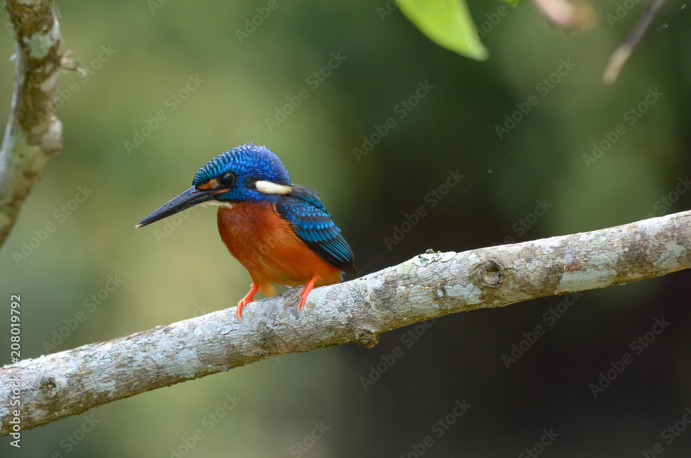 Blue-eared kingfisher 