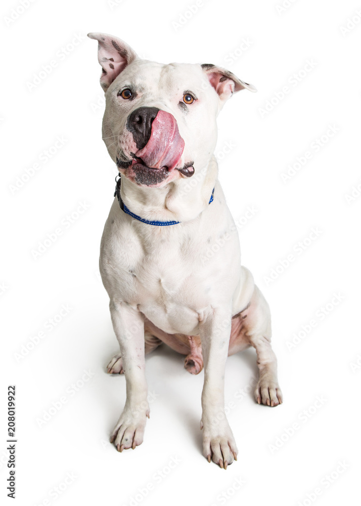 Pit Bull Dog Sitting Licking Lips