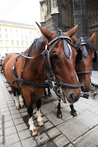 Horse at Stephansdom, Vienna