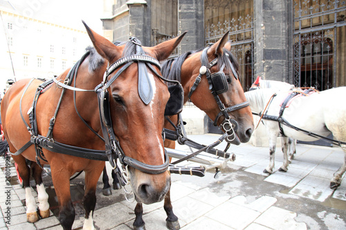 Horse at Stephansdom, Vienna