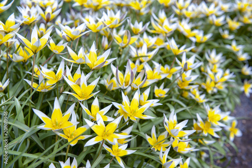 Tulipa Tarda (late tulip or tarda tulip) with inflorescence of yellow flowers in full bloom growing in a botanic garden