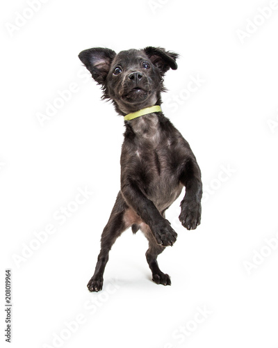 Fototapeta Naklejka Na Ścianę i Meble -  Playful Active Black Puppy on Hind Legs