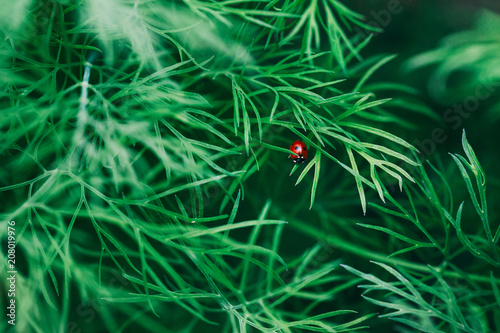 Closeup of a Single Cockchafer on Dill Herb