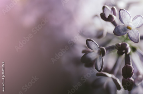 Simple Purple lilac flower background in spring