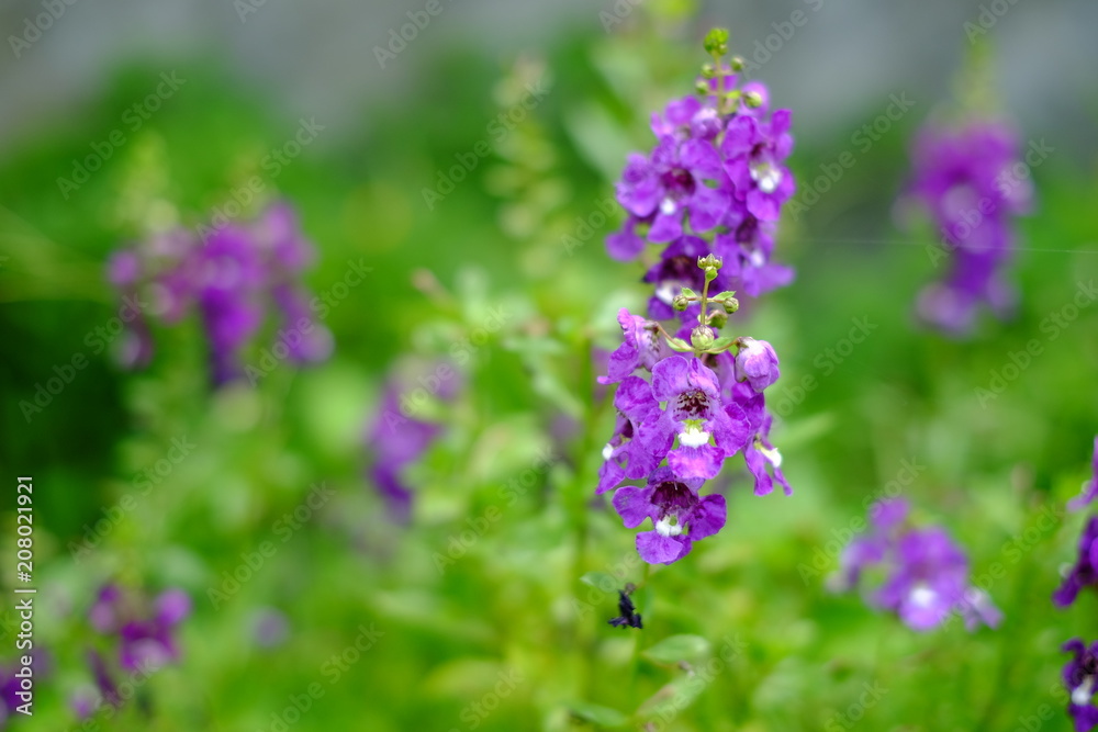 A little white flower with green blur background A little white flower with green blur background