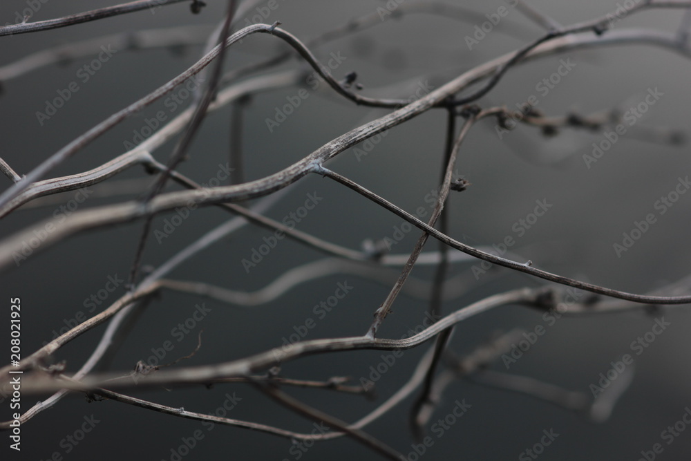 abstraction with dry curved plants on dark background abstraction with dry curved plants on dark background