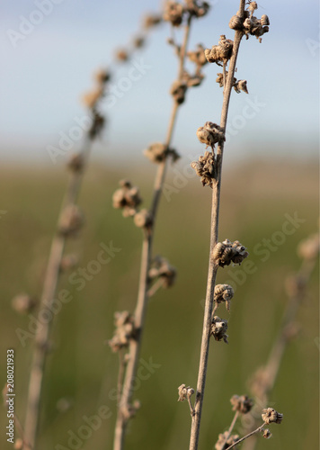 field dried flowers in meadows © albert
