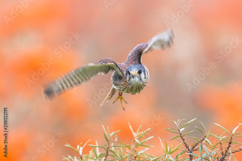 Common Kestrel (Falco tinnunculus) American