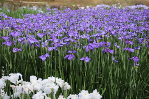 馬見丘陵公園の菖蒲園