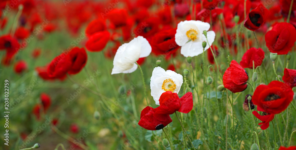 Fototapeta premium field of flowering red poppies