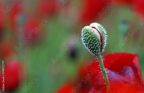 field of flowering red poppies © Olexandr