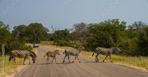 Herd of zebra crossing the road image in landscape format with copy space