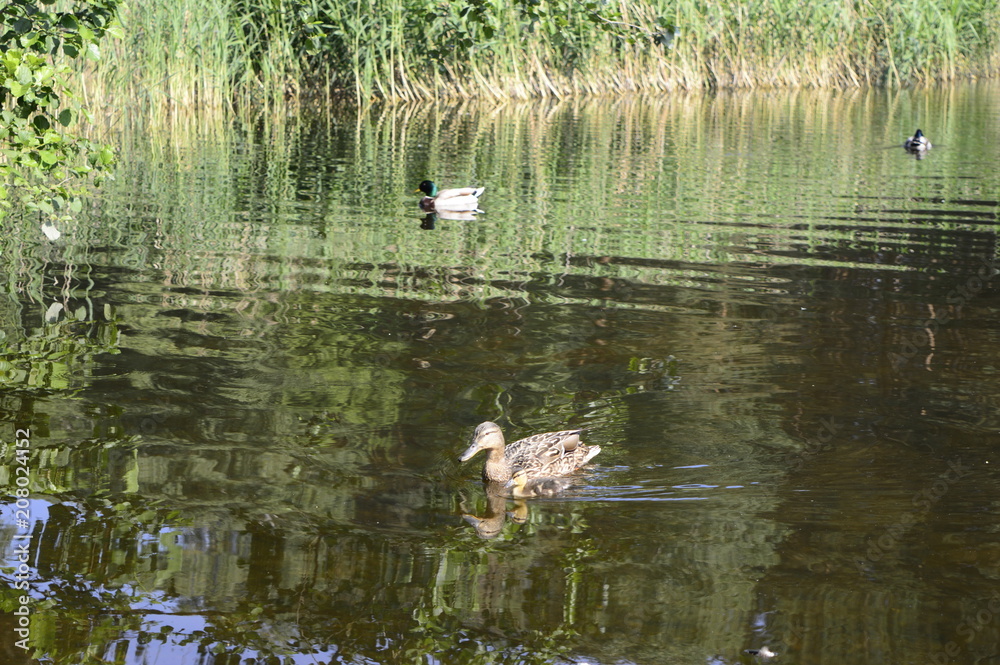 Mallard duck mother with young ducklings on lake Mallard duck mother with young ducklings on lake