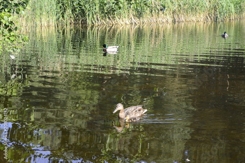 Mallard duck mother with young ducklings on lake © agatchen