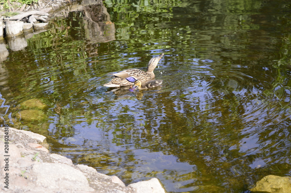Mallard duck mother with young ducklings on lake Mallard duck mother with young ducklings on lake