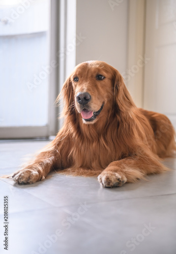 Cute golden retriever on the ground