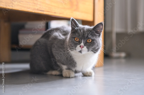 The British short hair cat lying on the ground