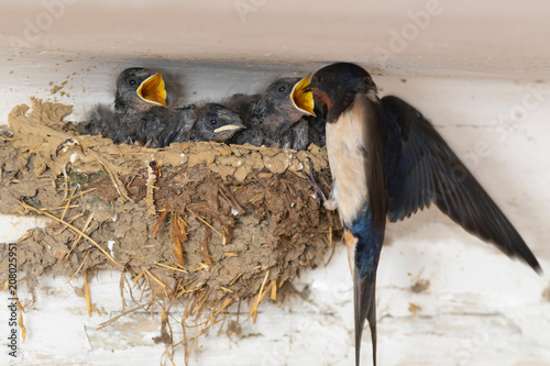 young swallows on the nest, hirundo rustica