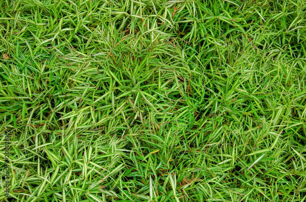 nature green leaf nature green leaf
