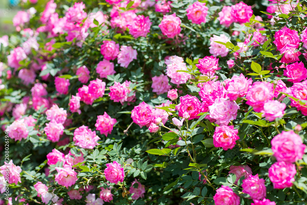 Obraz premium Beautiful colorful climbing roses in spring in the garden.
