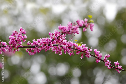 Redbud Flower