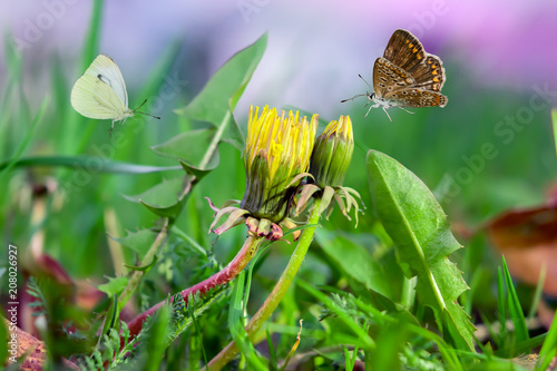 Fototapeta Naklejka Na Ścianę i Meble -  Blooming yellow dandelions in green grass with butterflies, beautiful spring landscape
