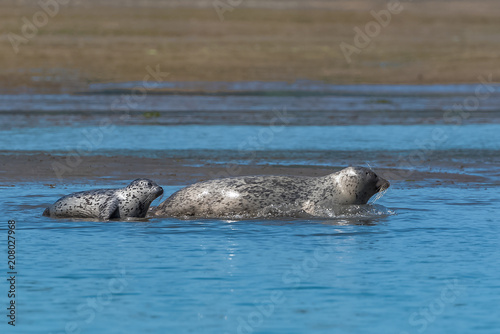 Photography Harbor seals lying on the sand in California, the mother and the baby playing in