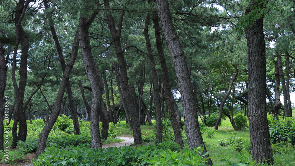 Managed Forest in japan Fukuoka Seaside tourist Park. Managed Forest in japan Fukuoka Seaside tourist Park.
